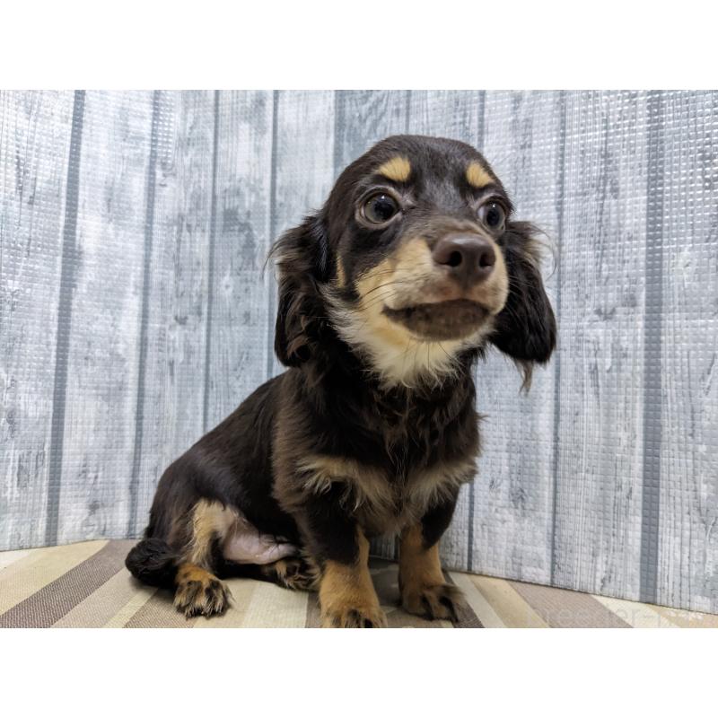 販売中の埼玉県のチワックス:チワワ×ミニチュアダックスフンド-412220の2枚目