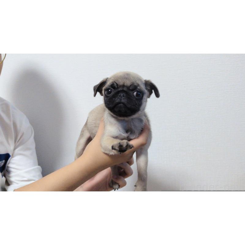 販売中の茨城県のパグ-428867の14枚目