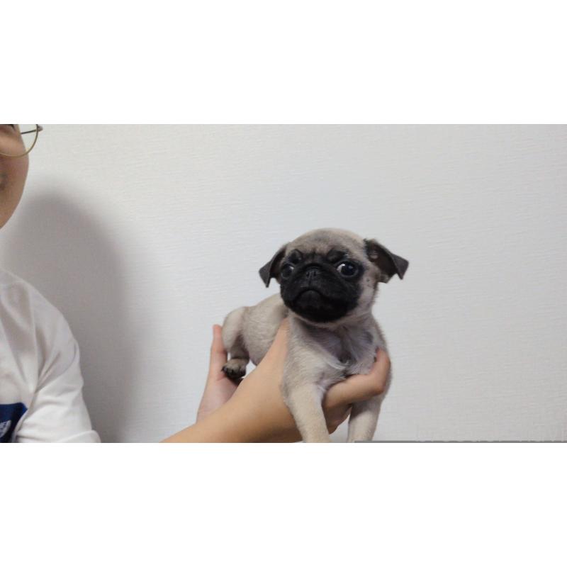 販売中の茨城県のパグ-428867の13枚目