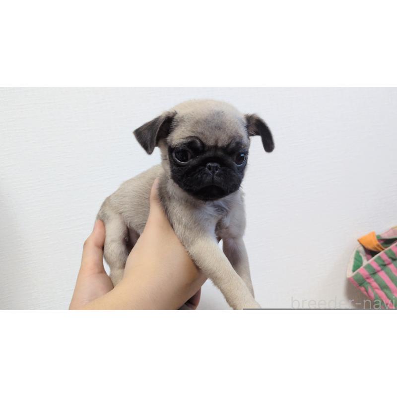 販売中の茨城県のパグ-428867の12枚目