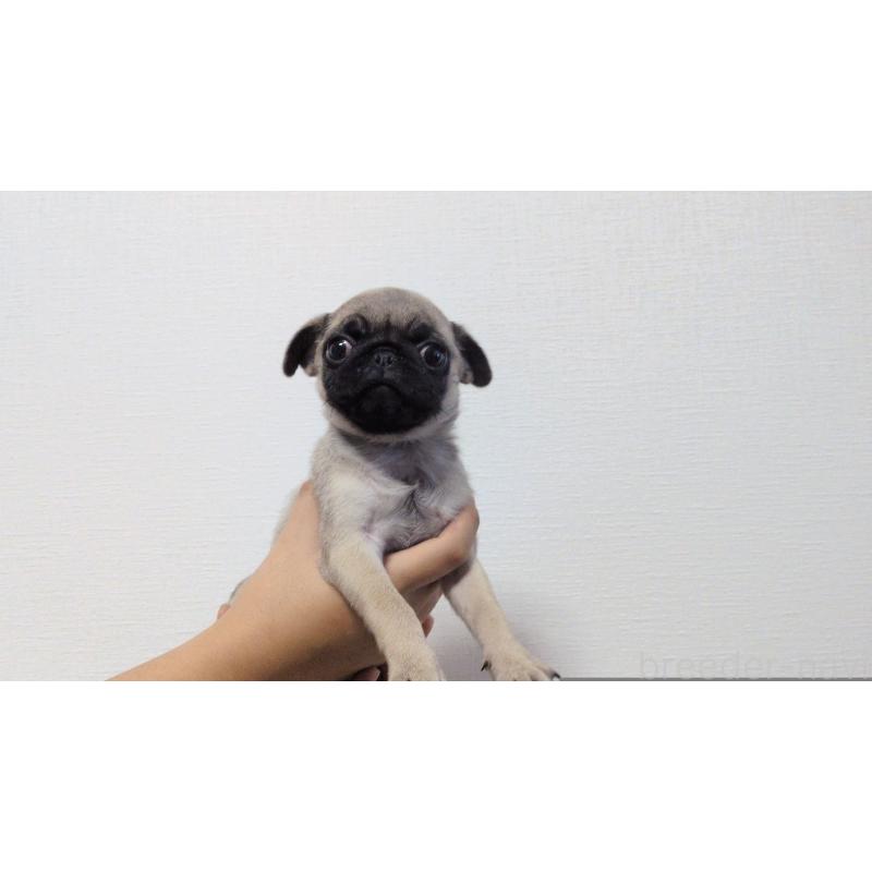 販売中の茨城県のパグ-428867の9枚目