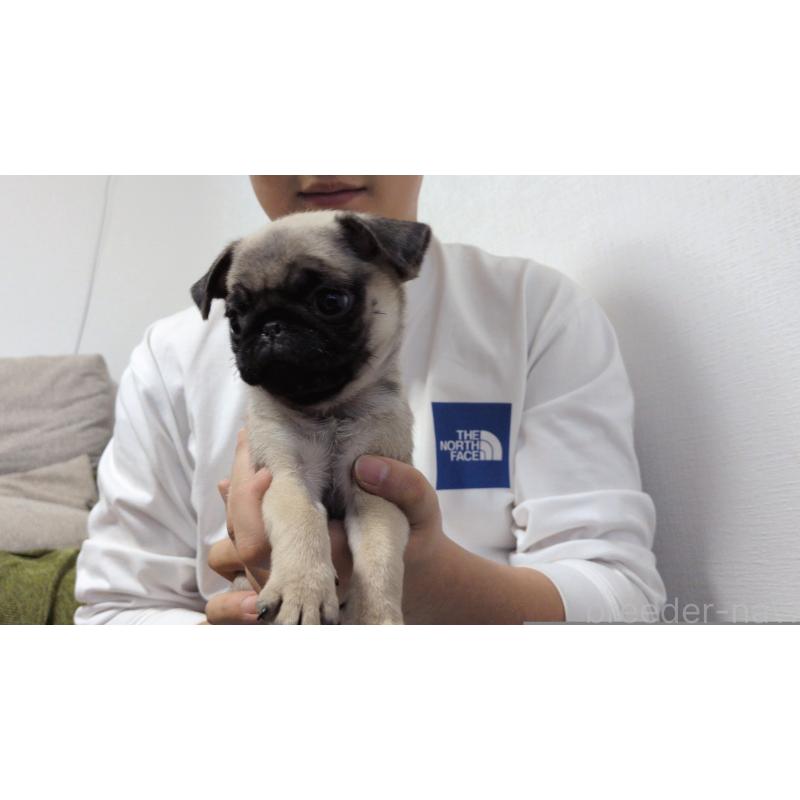 販売中の茨城県のパグ-428867の4枚目