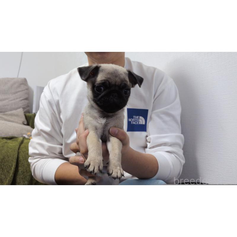 販売中の茨城県のパグ-428867の3枚目