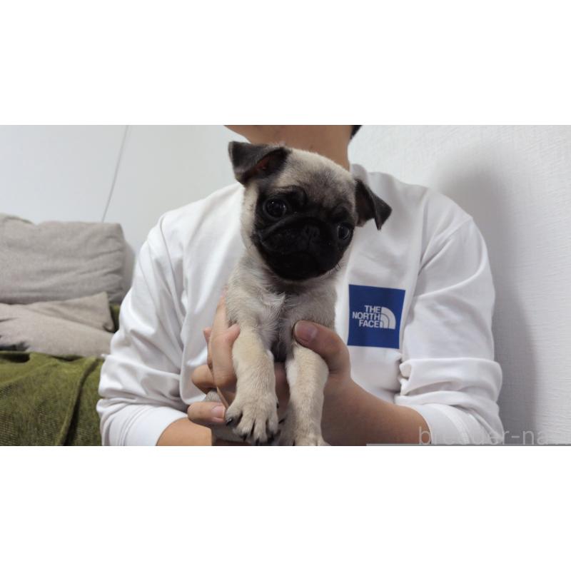 販売中の茨城県のパグ-428867の2枚目