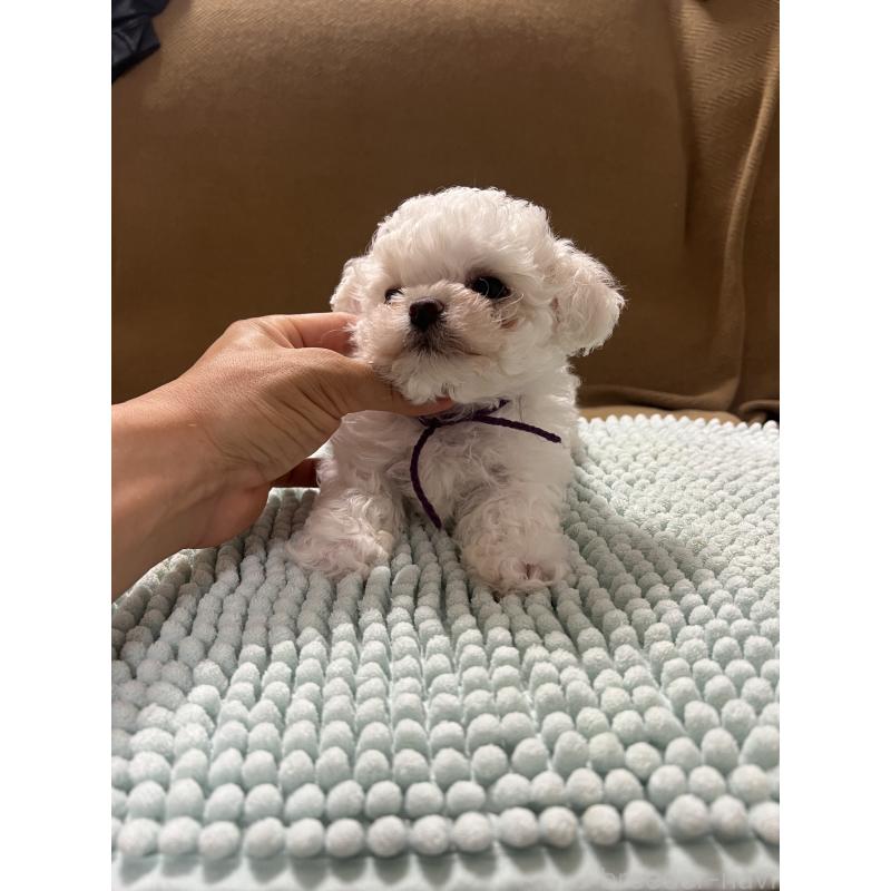 販売中の沖縄県のビションフリーゼ-428869の3枚目