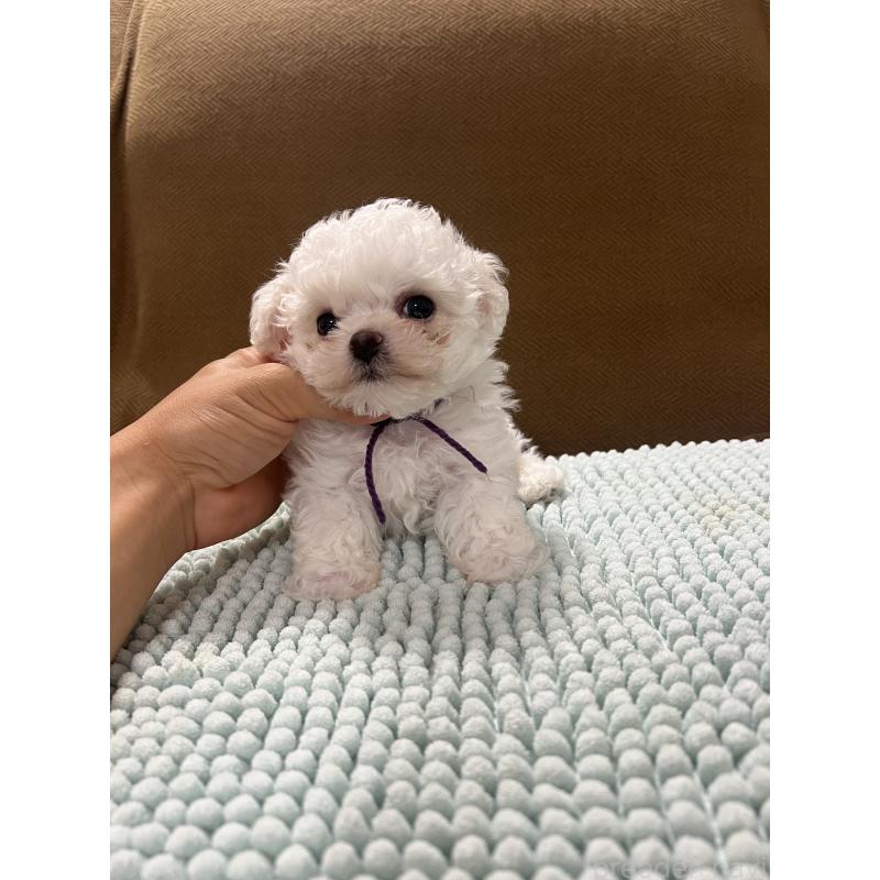 販売中の沖縄県のビションフリーゼ-428869の2枚目