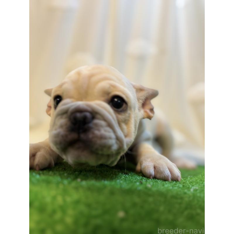 成約済の大阪府のフレンチブルドッグ-423705の2枚目