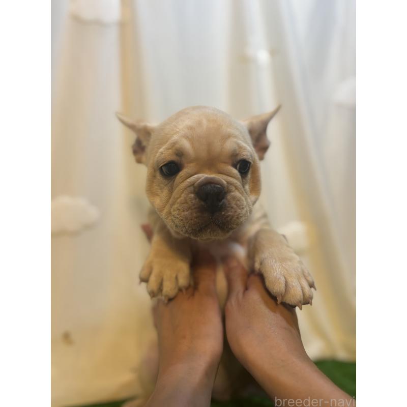 販売中の大阪府のフレンチブルドッグ-419673の3枚目