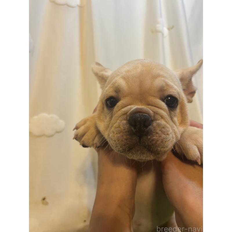 販売中の大阪府のフレンチブルドッグ-419673の2枚目