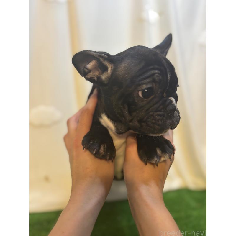 販売中の大阪府のフレンチブルドッグ-419676の3枚目
