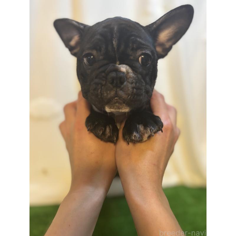 販売中の大阪府のフレンチブルドッグ-419676の2枚目