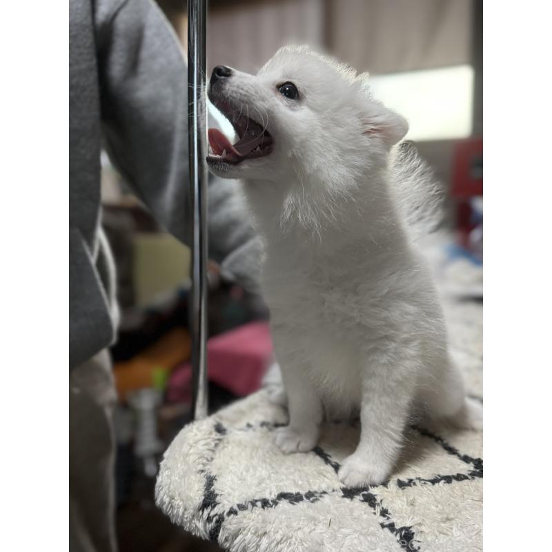 販売中の静岡県の日本スピッツ-425867の3枚目