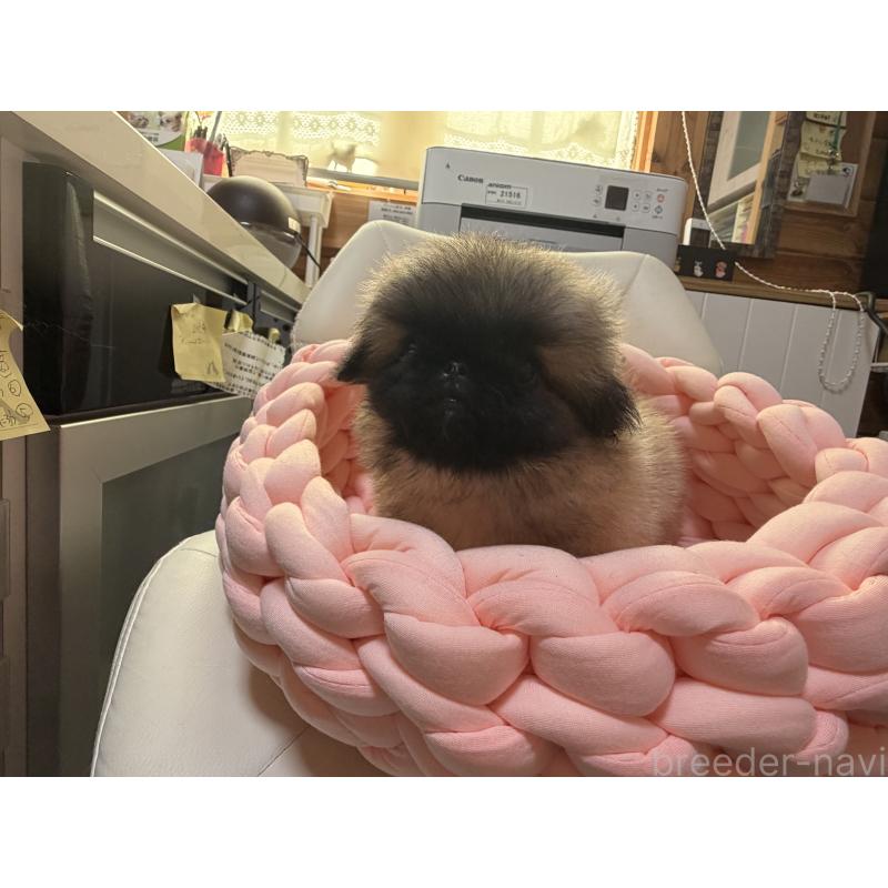 販売中の愛知県のペキニーズ-428876の5枚目