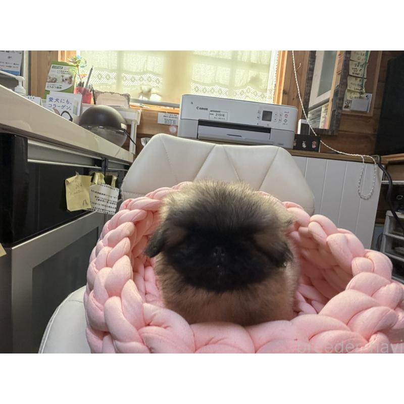 販売中の愛知県のペキニーズ-428876の4枚目