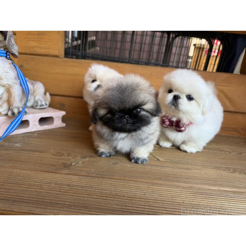 販売中の愛知県のペキニーズ-428876の3枚目