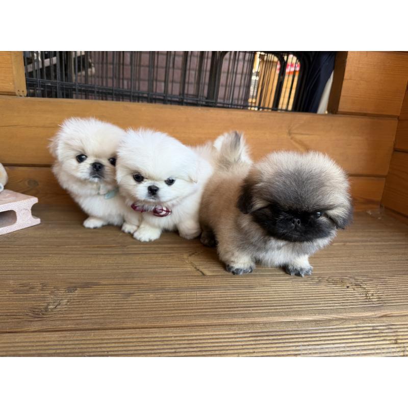 販売中の愛知県のペキニーズ-428876の2枚目