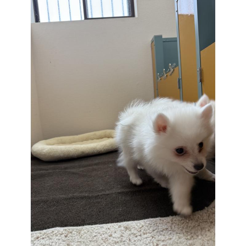 販売中の静岡県の日本スピッツ-425871の11枚目