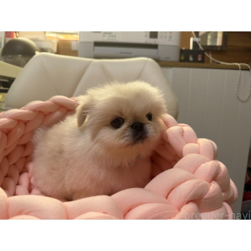 販売中の愛知県のペキニーズ-428877の7枚目