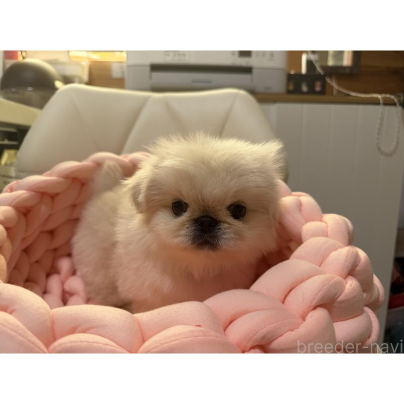 販売中の愛知県のペキニーズ-428877の6枚目
