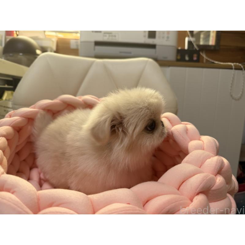 販売中の愛知県のペキニーズ-428877の5枚目