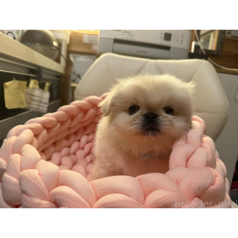 販売中の愛知県のペキニーズ-428877の4枚目
