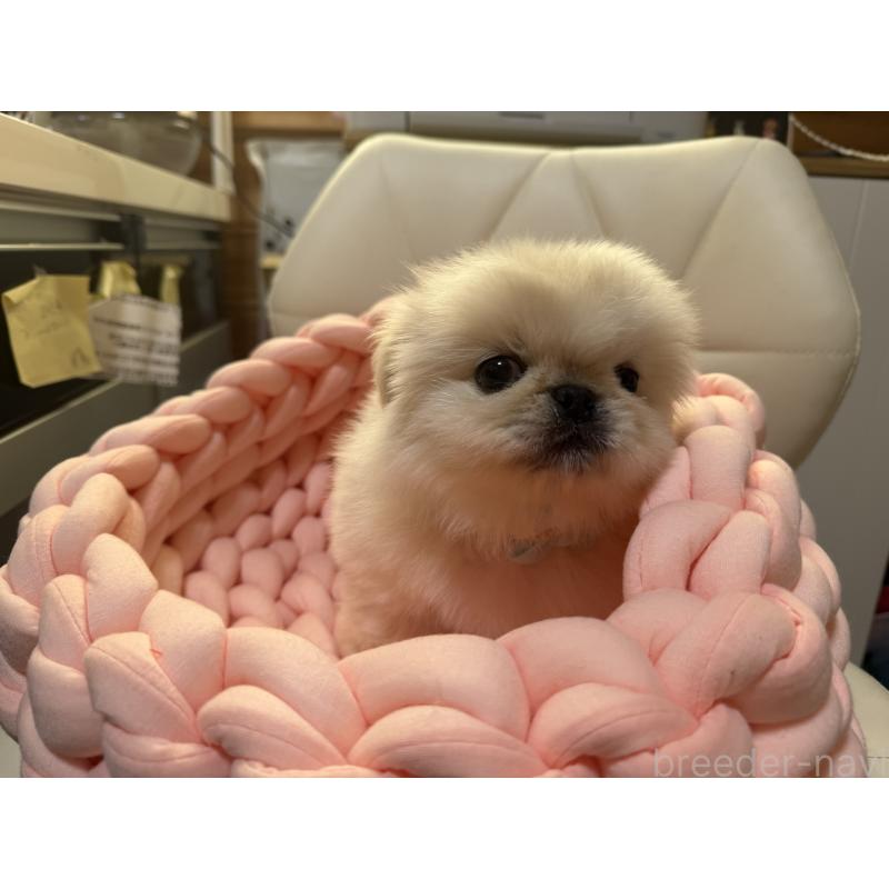 販売中の愛知県のペキニーズ-428877の3枚目