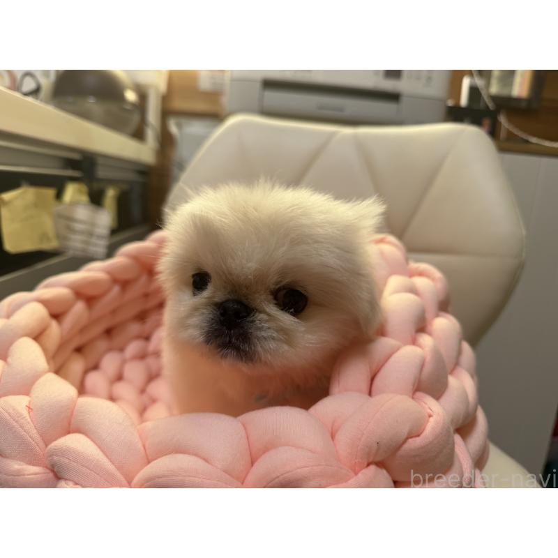 販売中の愛知県のペキニーズ-428877の2枚目
