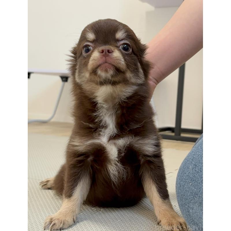 販売中の広島県のチワワ(ロングコート)-428431