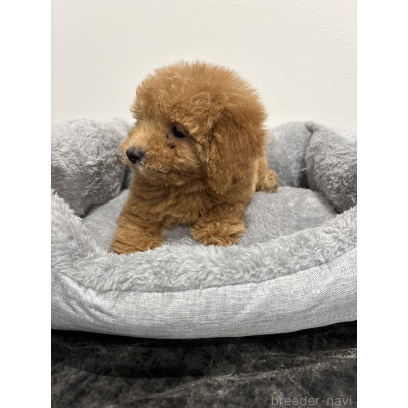 販売中の兵庫県のトイプードル-428664の10枚目