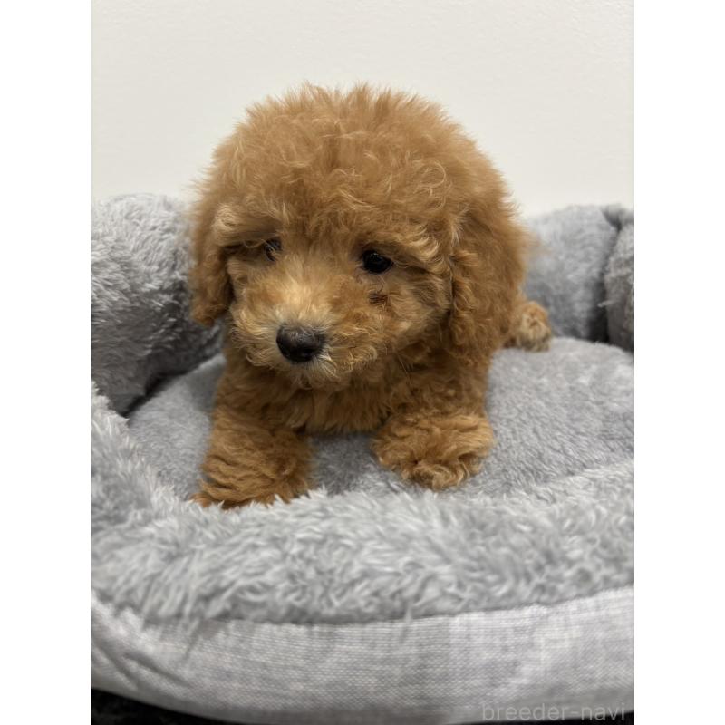 販売中の兵庫県のトイプードル-428664の9枚目