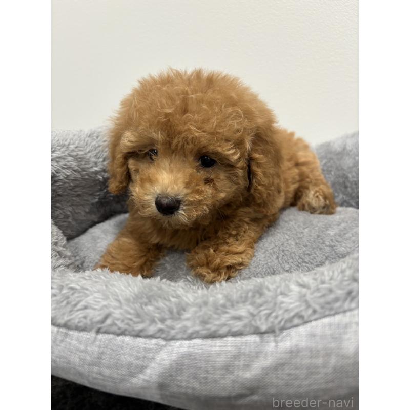 販売中の兵庫県のトイプードル-428664の8枚目