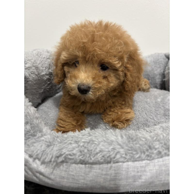 販売中の兵庫県のトイプードル-428664の7枚目