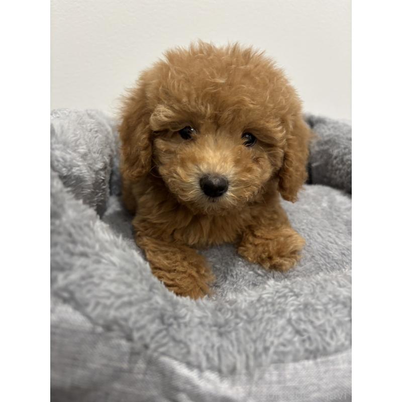 販売中の兵庫県のトイプードル-428664の6枚目