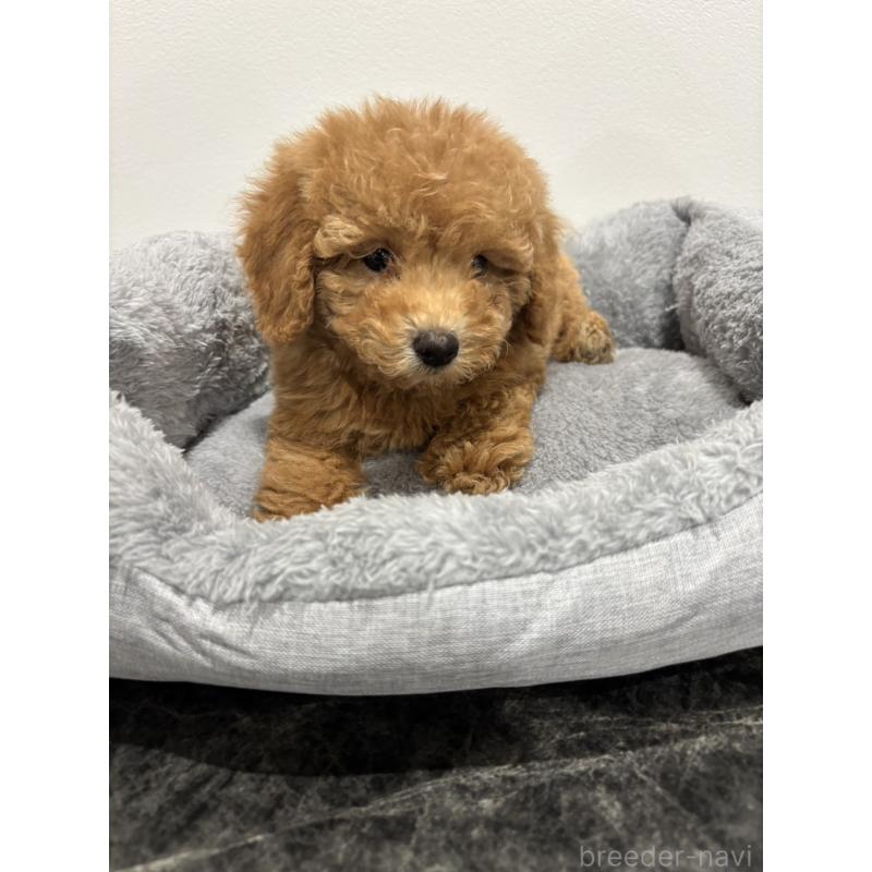 販売中の兵庫県のトイプードル-428664の5枚目