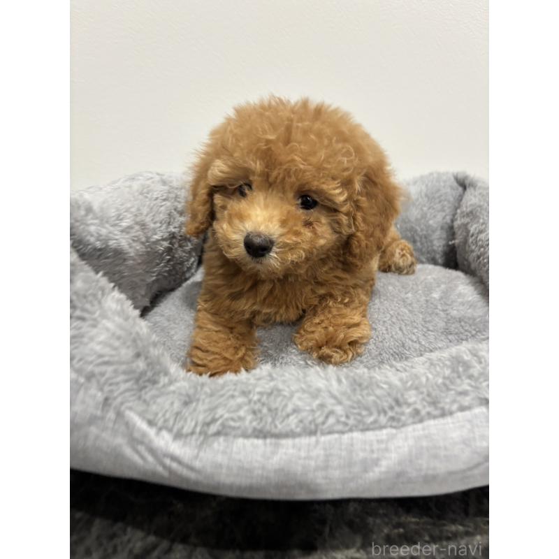 販売中の兵庫県のトイプードル-428664の4枚目