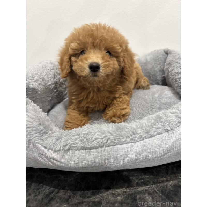 販売中の兵庫県のトイプードル-428664の3枚目