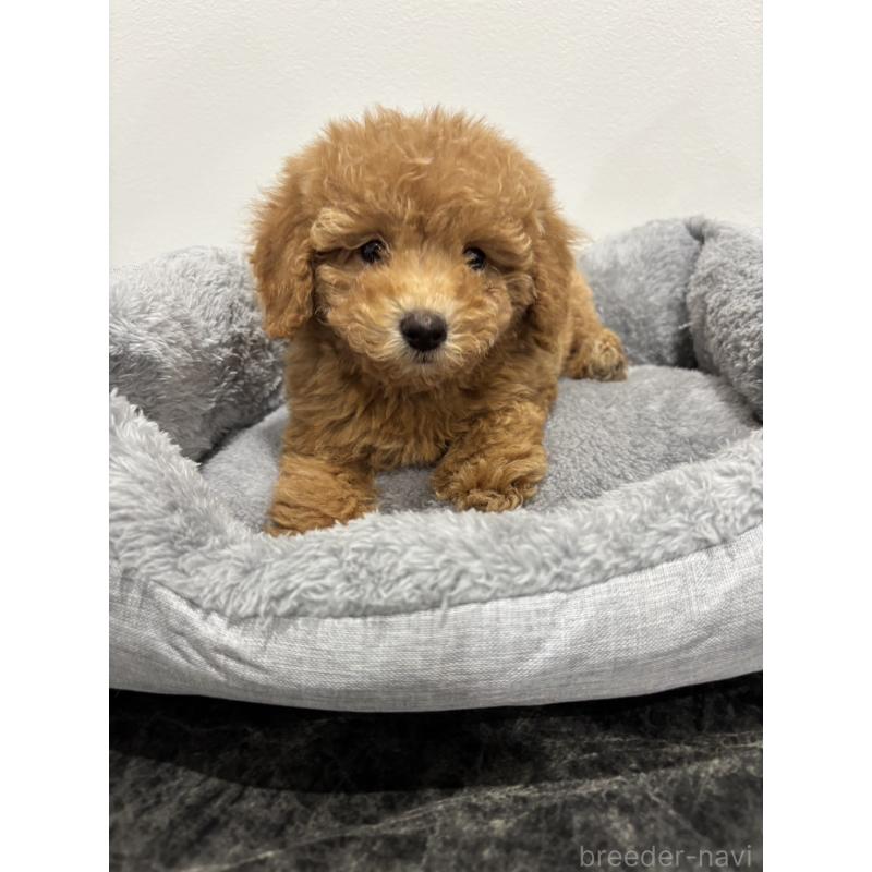 販売中の兵庫県のトイプードル-428664の2枚目