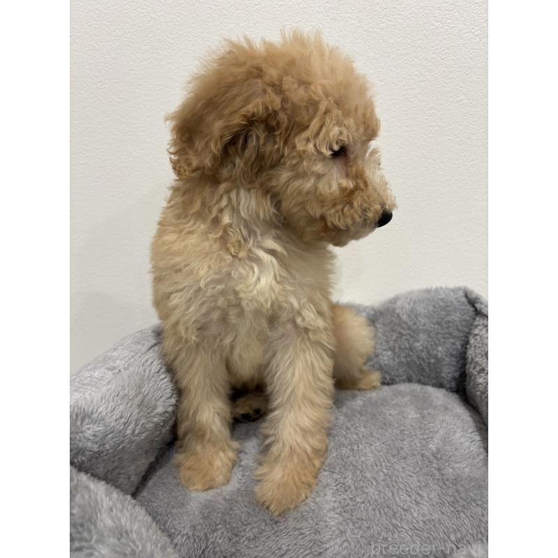 販売中の兵庫県のスタンダードプードル-428665の10枚目