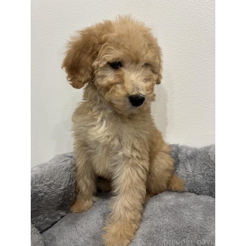 販売中の兵庫県のスタンダードプードル-428665の9枚目