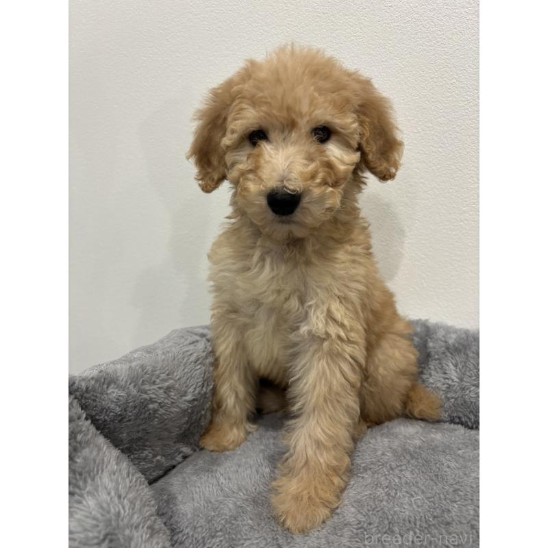 販売中の兵庫県のスタンダードプードル-428665の8枚目