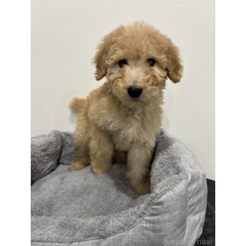 販売中の兵庫県のスタンダードプードル-428665の7枚目