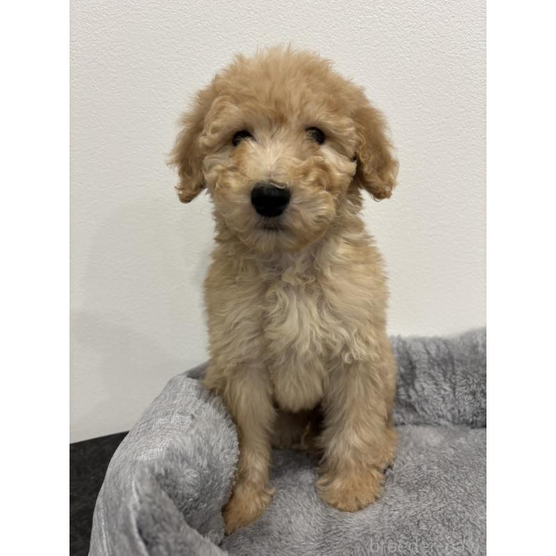 販売中の兵庫県のスタンダードプードル-428665の6枚目