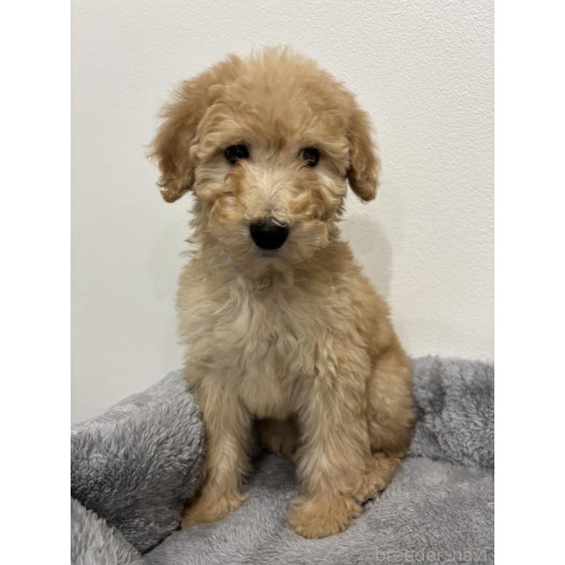 販売中の兵庫県のスタンダードプードル-428665の5枚目