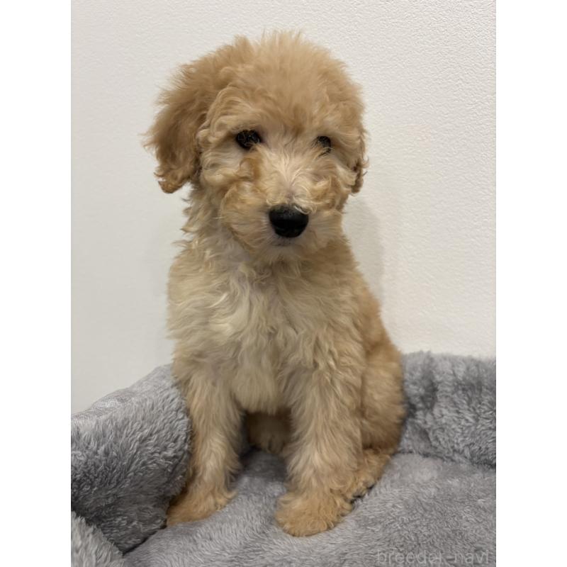 販売中の兵庫県のスタンダードプードル-428665の4枚目