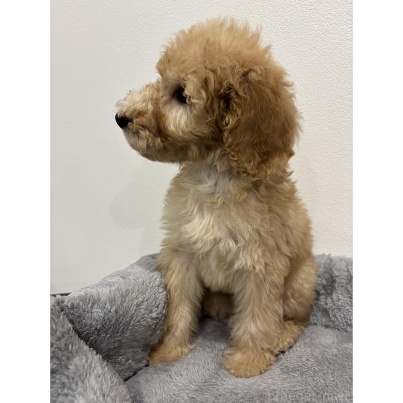 販売中の兵庫県のスタンダードプードル-428665の3枚目