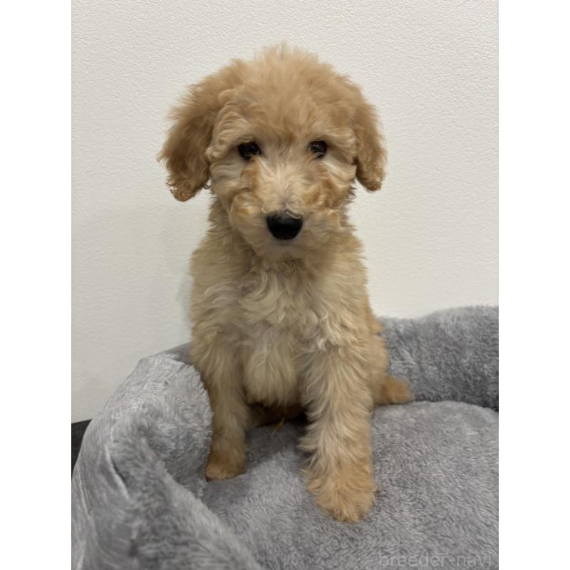 販売中の兵庫県のスタンダードプードル-428665の2枚目