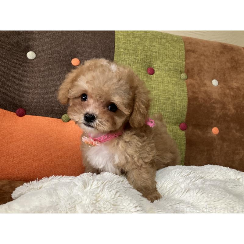 成約済の福岡県のマルプー:マルチーズ×トイプードル-426926の10枚目