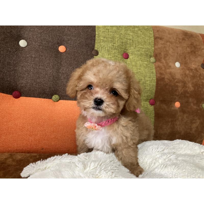 販売中の福岡県のマルプー:マルチーズ×トイプードル-426926