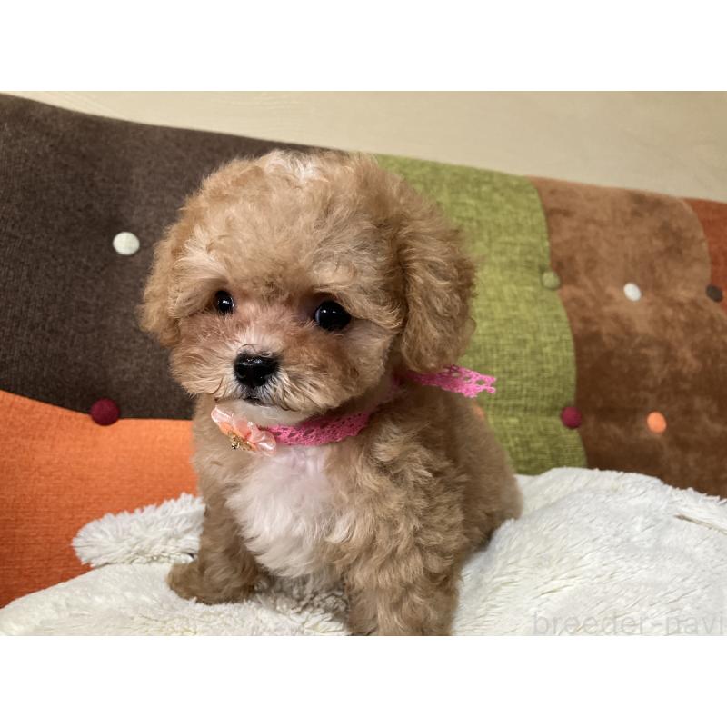 成約済の福岡県のマルプー:マルチーズ×トイプードル-426926の7枚目