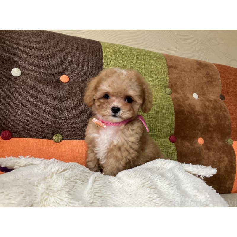 成約済の福岡県のマルプー:マルチーズ×トイプードル-426926の6枚目